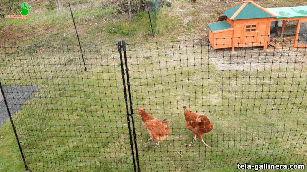 malla avícola protección de pollos